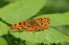 Comma at Benfleet Downs (Richard Howard) (48148 bytes)