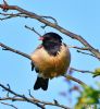 Rose-coloured Starling at Rayleigh (Graham Oakes) (65884 bytes)