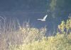 Barn Owl at South Fambridge (Paul Baker) (66828 bytes)