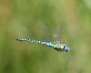 Southern Migrant Hawker at Vange Marsh (RSPB) (Graham Oakes) (33062 bytes) Southern Migrant Hawker at Vange Marsh (RSPB) (Graham Oakes) (33062 bytes)