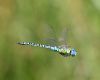 Southern Migrant Hawker at Vange Marsh (RSPB) (Graham Oakes) (33062 bytes)