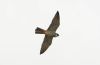 Hobby at Bowers Marsh (RSPB) (Steve Arlow) (39111 bytes) Hobby at Bowers Marsh (RSPB) (Steve Arlow) (39111 bytes)