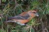 Parrot Crossbill at Gunners Park (Jeff Delve) (91124 bytes)