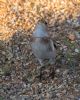 Snow Bunting at Thorpe Bay Seafront (Jeff Delve) (105568 bytes) Snow Bunting at Thorpe Bay Seafront (Jeff Delve) (105568 bytes)