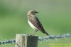 Wheatear at Bowers Marsh (RSPB) (Richard Howard) (38346 bytes)