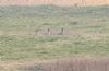 Tundra Bean Goose at Lower Raypits (Vince Kinsler) (82805 bytes)