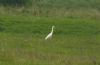 Great White Egret at Private site with no public access (Steve Arlow) (97877 bytes) Great White Egret at Private site with no public access (Steve Arlow) (97877 bytes)
