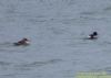 Red-breasted Merganser at Leigh Seafront (Richard Howard) (116141 bytes)