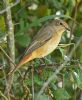 Redstart at West Canvey Marsh (RSPB) (Graham Oakes) (102872 bytes)