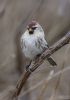 Mealy Redpoll at Wallasea Island (RSPB) (Tim Bourne) (38330 bytes)
