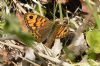 Wall Brown at Benfleet Creek (Richard Howard) (101691 bytes)