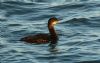Shag at Southend Pier (Steve Arlow) (70940 bytes) Shag at Southend Pier (Steve Arlow) (70940 bytes)