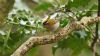 Firecrest at Hockley Woods (Steve Arlow) (53739 bytes)