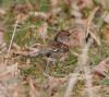 Brambling at Shoebury East Beach (Vince Kinsler) (100868 bytes)