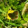 Brown Argus at South Fambridge (Paul Baker) (137158 bytes)