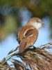 Bearded Tit at Bowers Marsh (RSPB) (Graham Oakes) (79002 bytes)