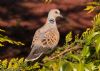 Turtle Dove at Canewdon (Jeff Delve) (85727 bytes)