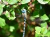 Southern Migrant Hawker at Bowers Marsh (RSPB) (Graham Oakes) (73116 bytes) Southern Migrant Hawker at Bowers Marsh (RSPB) (Graham Oakes) (73116 bytes)