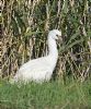 Spoonbill at Bowers Marsh (RSPB) (Graham Oakes) (156312 bytes)