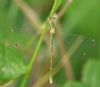 Southern Emerald Damselfly at Canvey Way (Graham Oakes) (38959 bytes)