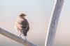 Wheatear at Gunners Park (Andrew Armstrong) (34513 bytes)