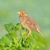 Corn Bunting at Wallasea Island (RSPB) (Paul Griggs) (165486 bytes)