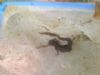 Smooth Newt at Benfleet (Graham Ryland) (37552 bytes)