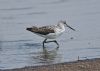 Greenshank at West Canvey Marsh (RSPB) (Graham Oakes) (58305 bytes) Greenshank at West Canvey Marsh (RSPB) (Graham Oakes) (58305 bytes)