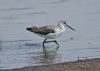 Greenshank at West Canvey Marsh (RSPB) (Graham Oakes) (58305 bytes)