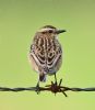 Whinchat at Bowers Marsh (RSPB) (Graham Oakes) (63830 bytes) Whinchat at Bowers Marsh (RSPB) (Graham Oakes) (63830 bytes)
