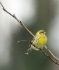 Serin at Gunners Park (Graham Oakes) (204061 bytes)