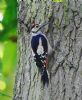 Great Spotted Woodpecker at Belfairs N.R. (Vince Kinsler) (147272 bytes)
