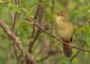 Grasshopper Warbler at Two Tree Island (Steve Arlow) (92565 bytes) Grasshopper Warbler at Two Tree Island (Steve Arlow) (92565 bytes)