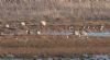 White-fronted Goose at Wallasea Island (RSPB) (Jeff Delve) (84015 bytes) White-fronted Goose at Wallasea Island (RSPB) (Jeff Delve) (84015 bytes)