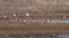 White-fronted Goose at Wallasea Island (RSPB) (Jeff Delve) (84015 bytes)