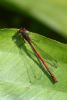 Large Red Damselfly at Vange Marsh (RSPB) (Mike Bailey) (60200 bytes)