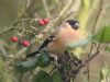 Bullfinch at Hadleigh Downs (Matt Bruty) (122372 bytes)