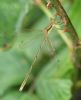 Southern Emerald Damselfly at Canvey Way (Graham Oakes) (40184 bytes) Southern Emerald Damselfly at Canvey Way (Graham Oakes) (40184 bytes)