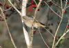 Redstart at Two Tree Island (West) (Vince Kinsler) (196757 bytes)