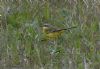 Blue-headed Wagtail at Wallasea Island (RSPB) (Jeff Delve) (95328 bytes)