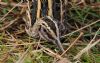 Jack Snipe at Vange Marsh (RSPB) (Tim Bourne) (85525 bytes)