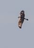 Rough-legged Buzzard at Wallasea Island (RSPB) (Jeff Delve) (32202 bytes)