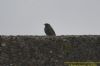 Black Redstart at Gunners Park (Richard Howard) (48555 bytes)