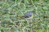 Grey Wagtail at Thundersley Glen (Richard Howard) (152319 bytes)