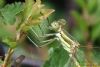 Southern Emerald Damselfly at Canvey Way (Richard Howard) (63873 bytes)