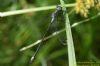 Emerald Damselfly at Vange Marsh (RSPB) (Richard Howard) (54575 bytes)