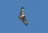 Buzzard at Pitsea (Steve Arlow) (30292 bytes)