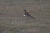 Fieldfare at Gunners Park (Graham Mee) (54103 bytes)