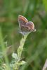 Brown Argus at Canvey Wick (Mike Bailey) (45911 bytes) Brown Argus at Canvey Wick (Mike Bailey) (45911 bytes)