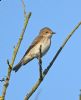 Spotted Flycatcher at Bowers Marsh (RSPB) (Graham Oakes) (58437 bytes) Spotted Flycatcher at Bowers Marsh (RSPB) (Graham Oakes) (58437 bytes)